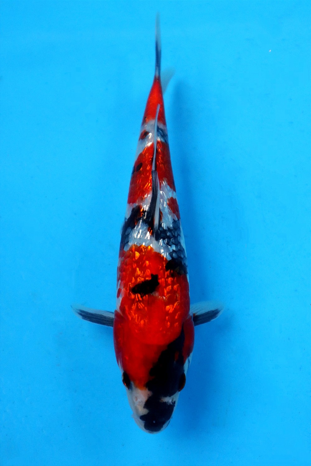 Juara 1