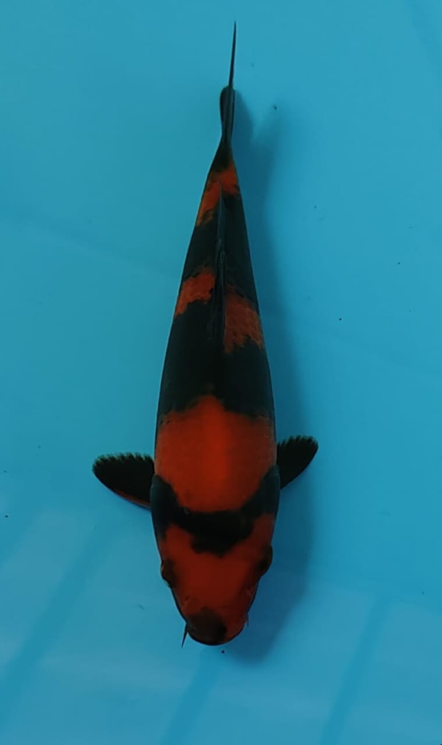 Juara 1