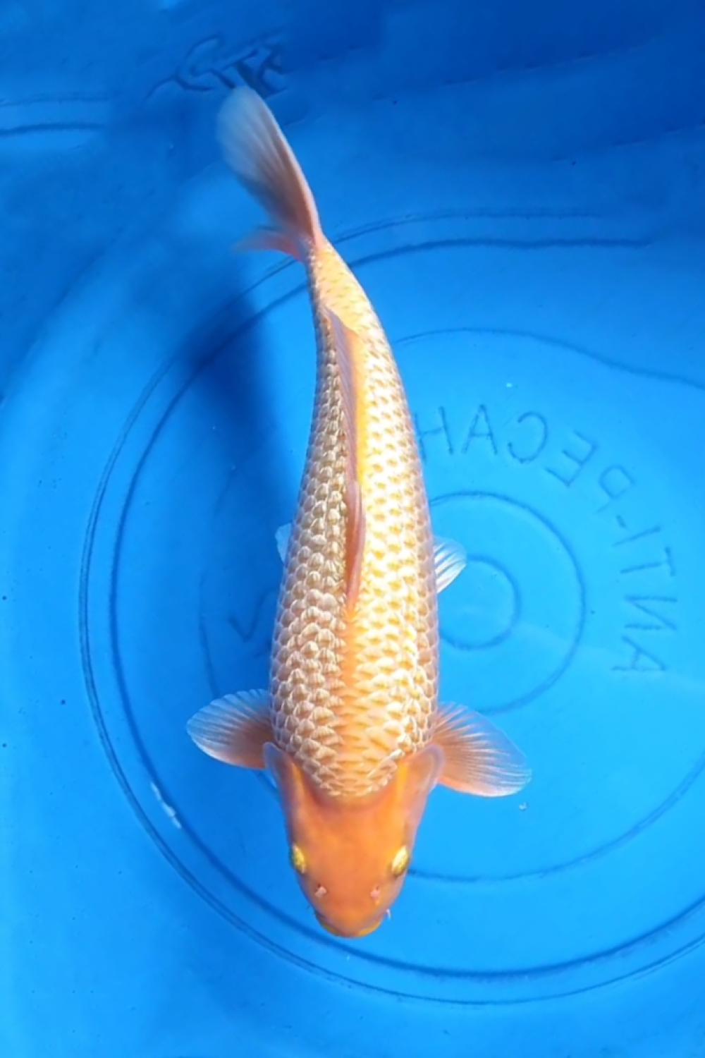 Juara 1