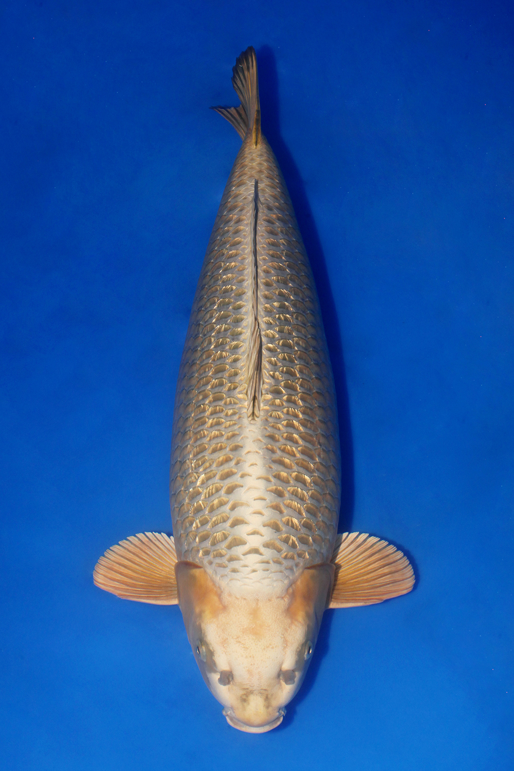 Juara 1