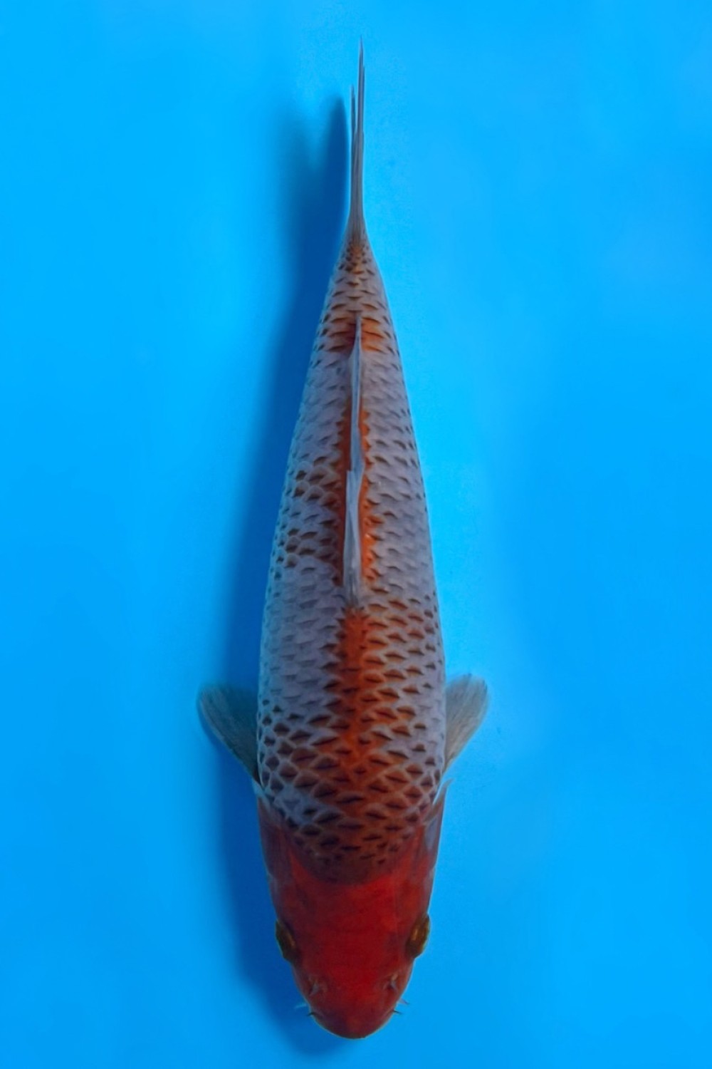 Juara 3