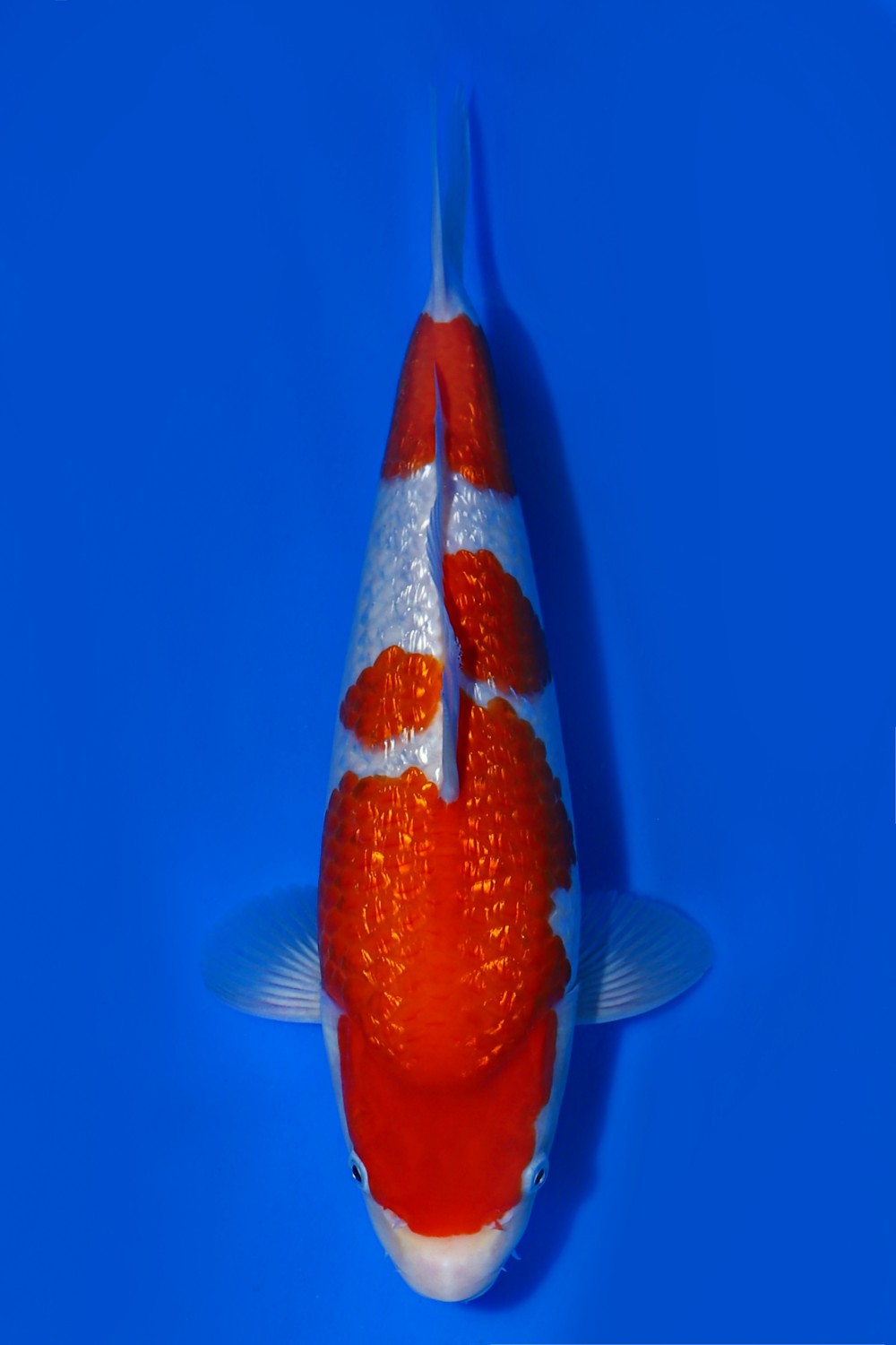 Juara 1