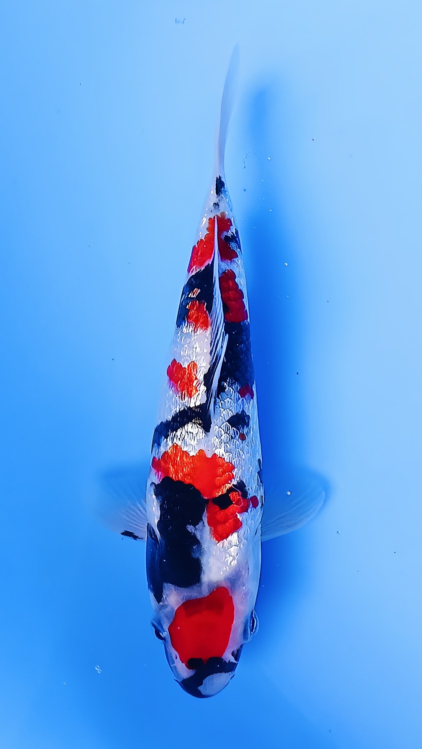 Best In Size B 13 - 15 cm