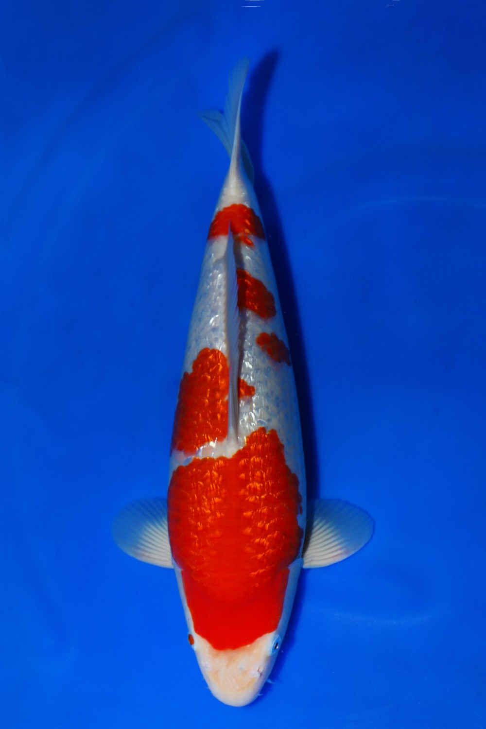 Juara 2