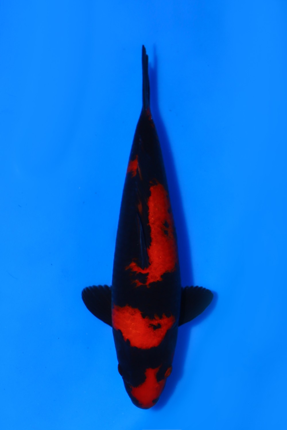 Juara 2