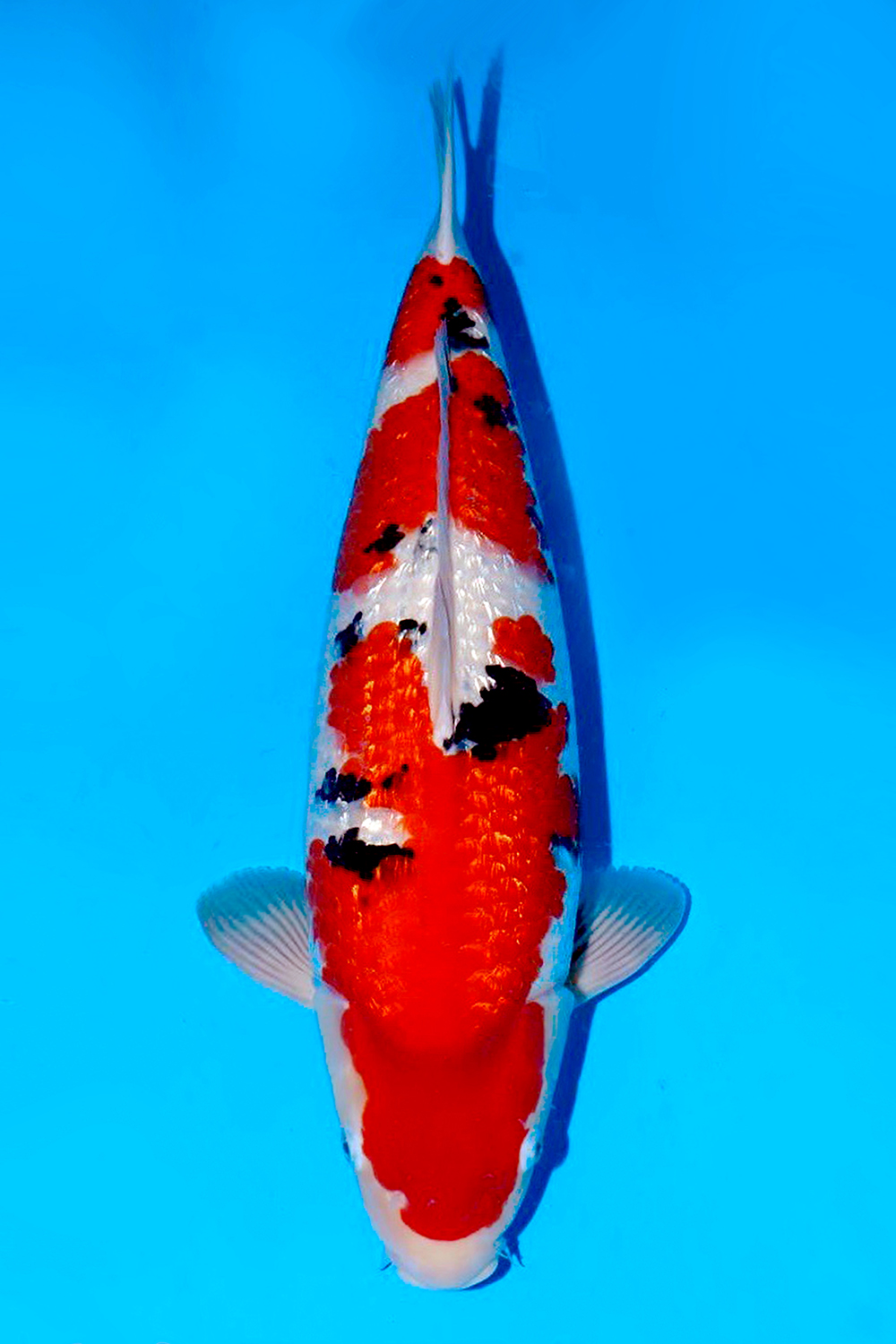Best In Size B 71 - 75 cm
