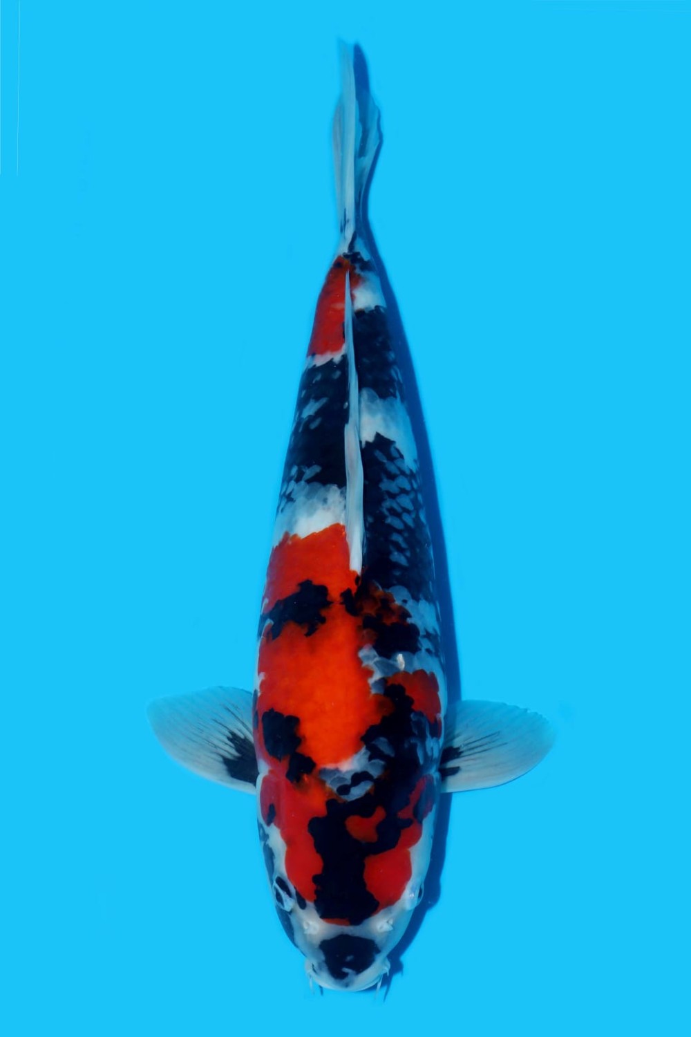 Best In Size A 51 - 55 cm