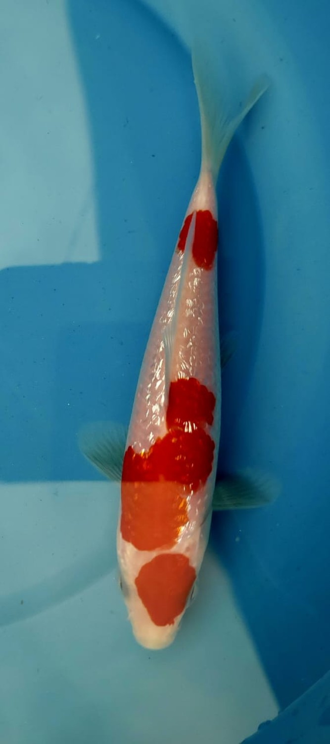 Juara 2