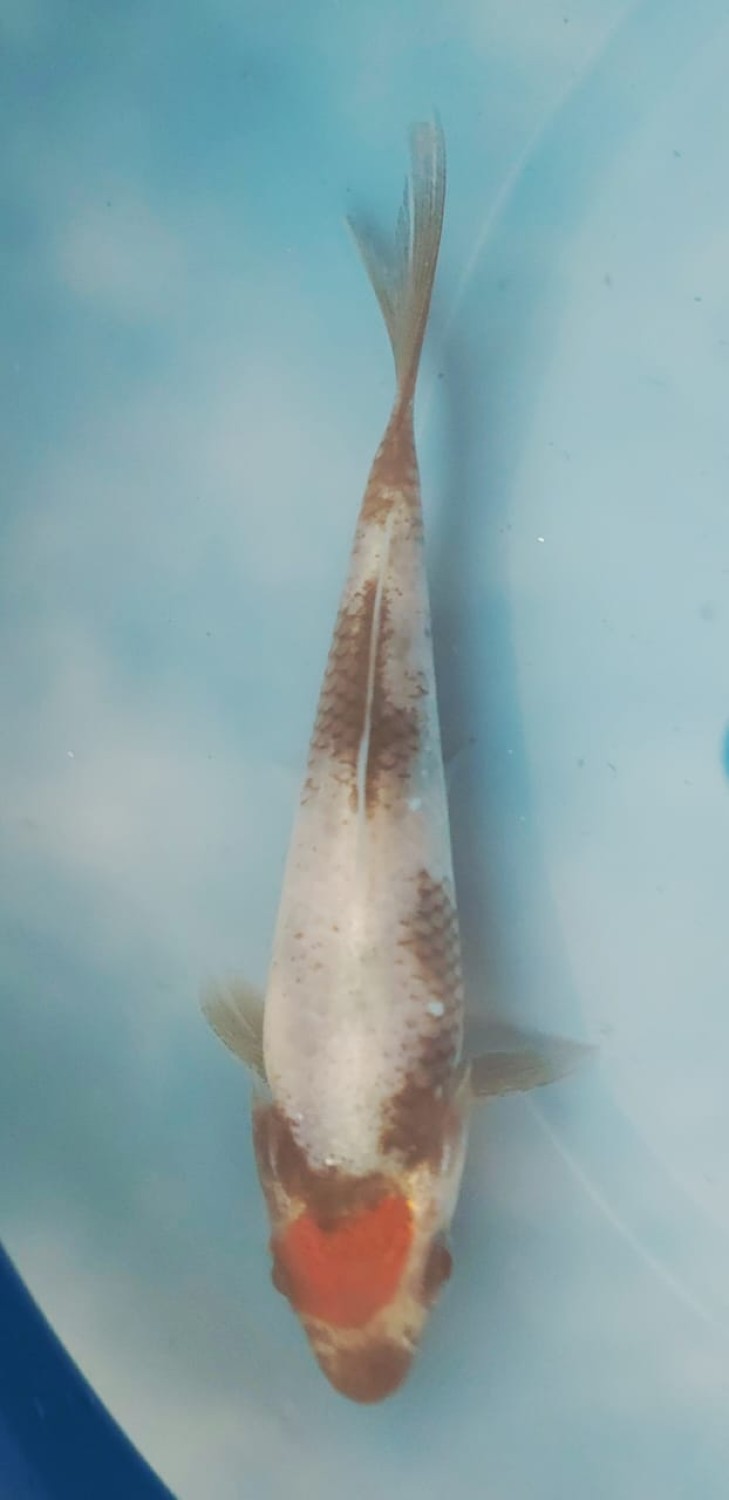 Juara 1