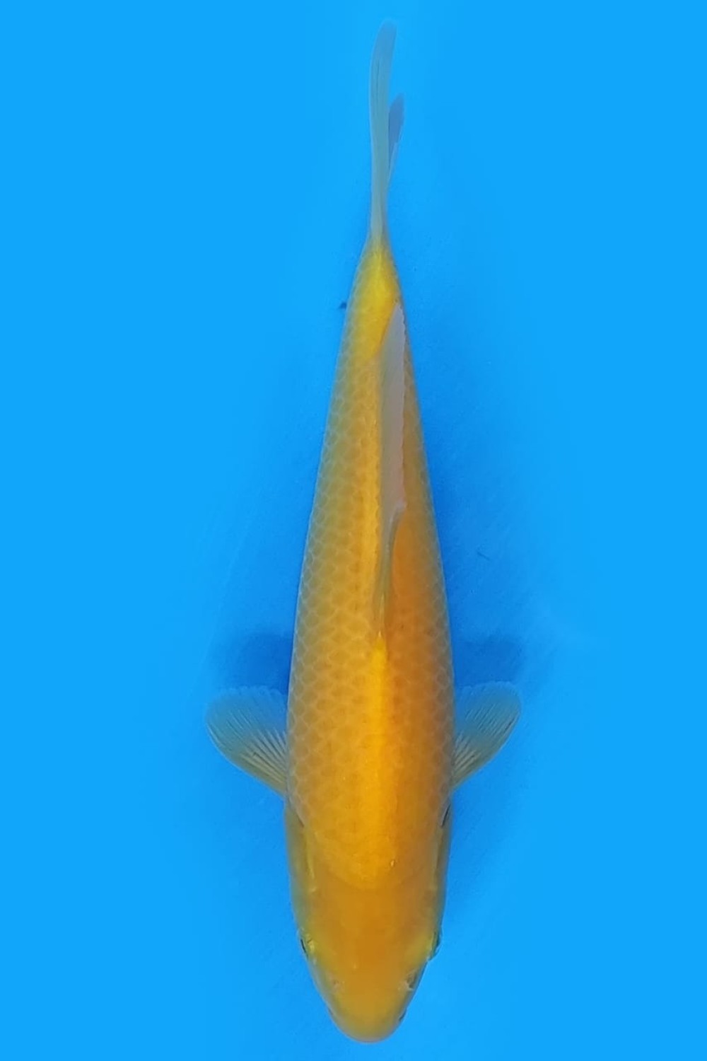Best In Size E 21-25 Cm