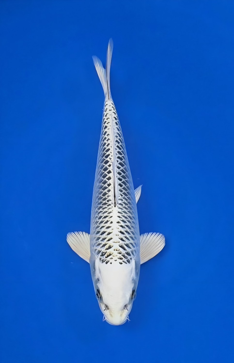 Juara 1