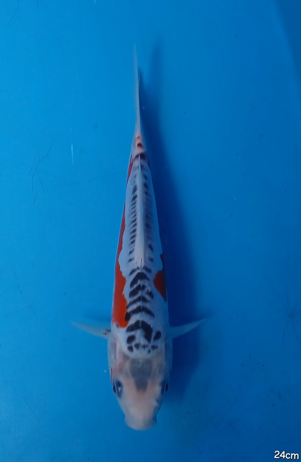 Juara 1