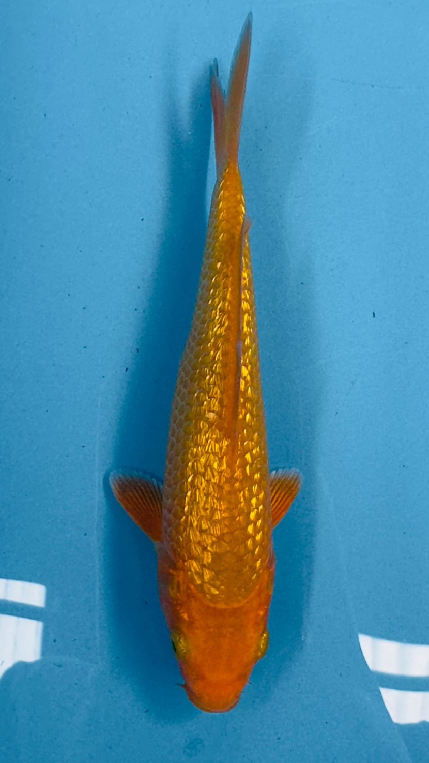 Juara 2