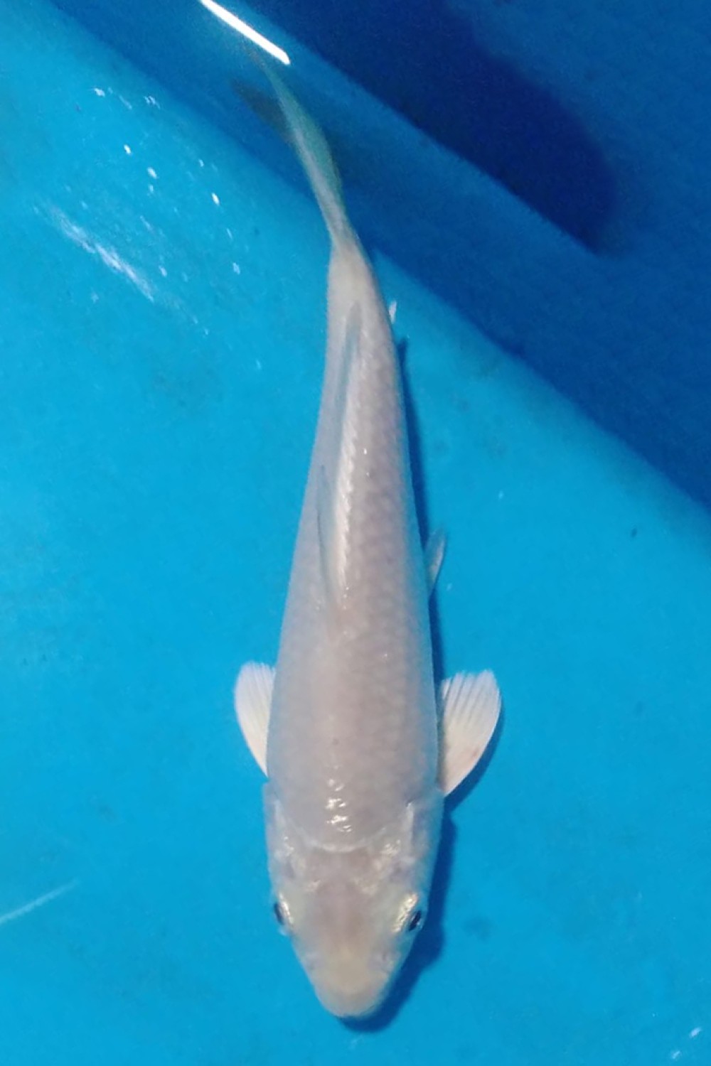 Juara 2