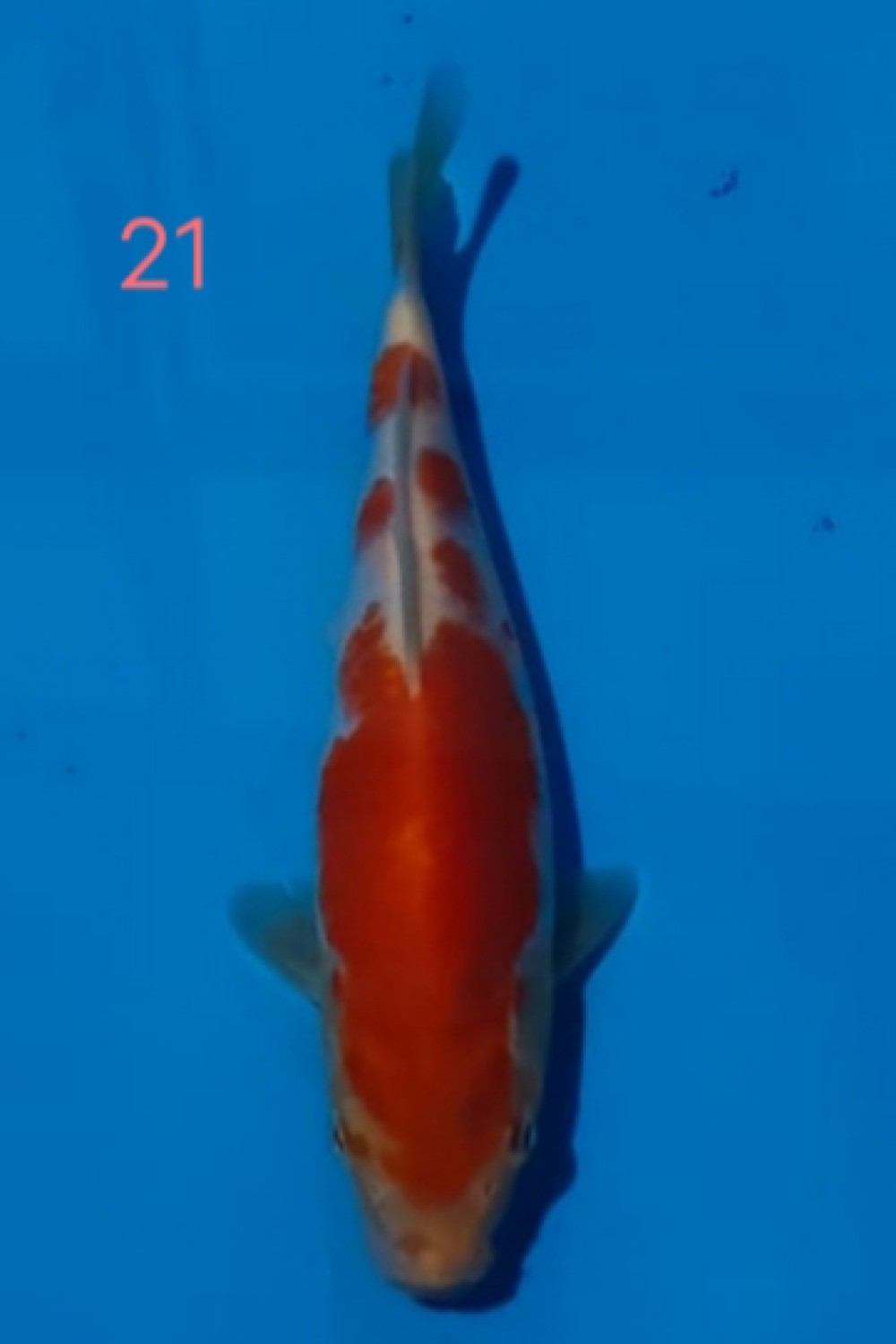 Juara 2