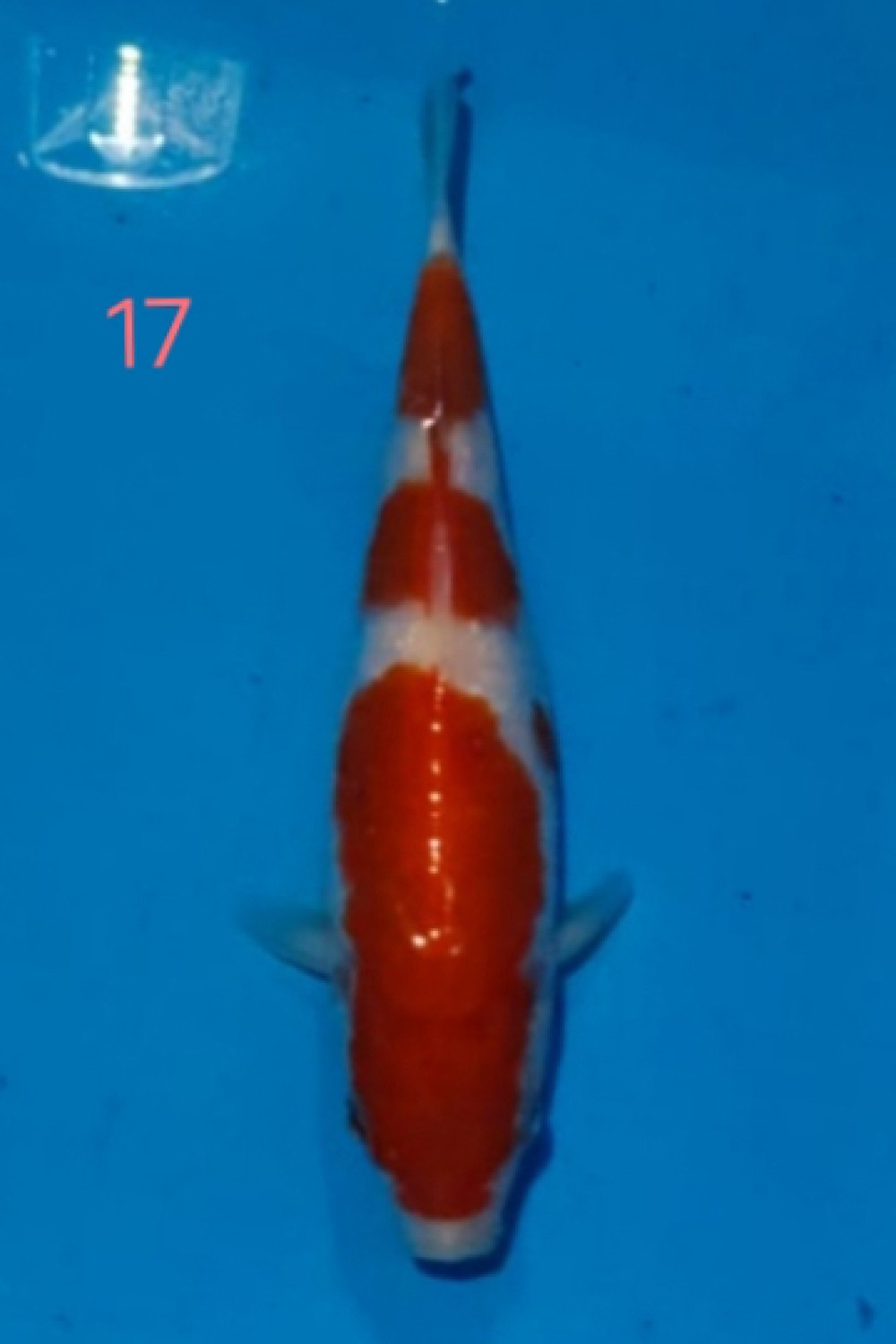 Juara 2