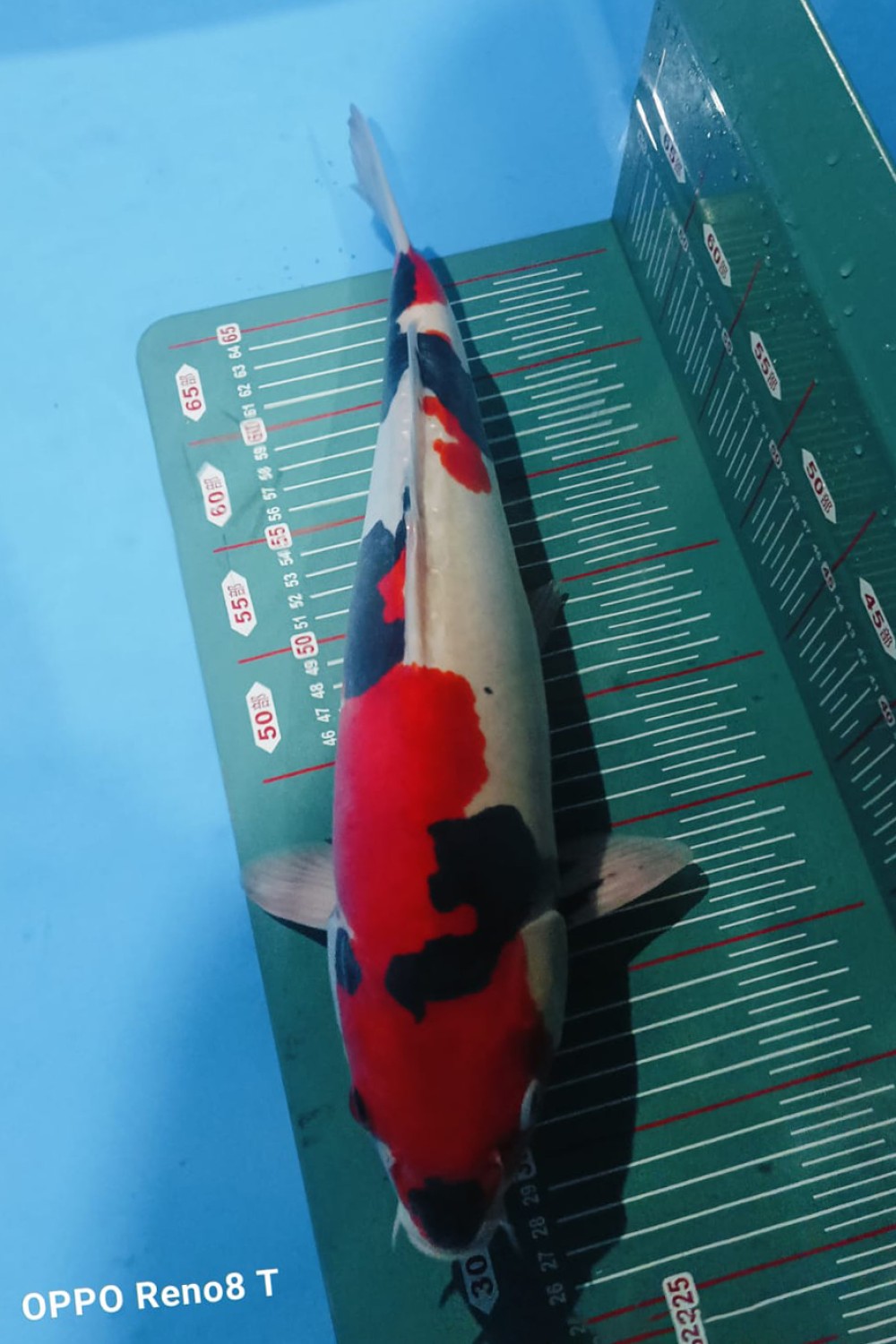 Juara 1