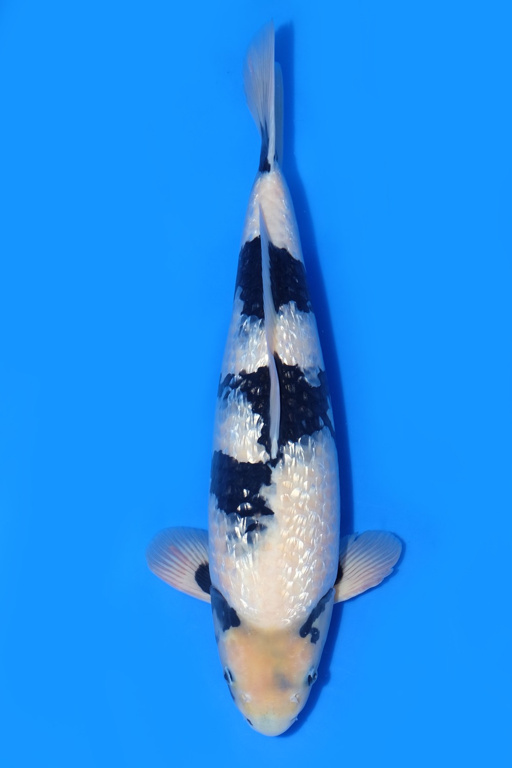 Juara 1