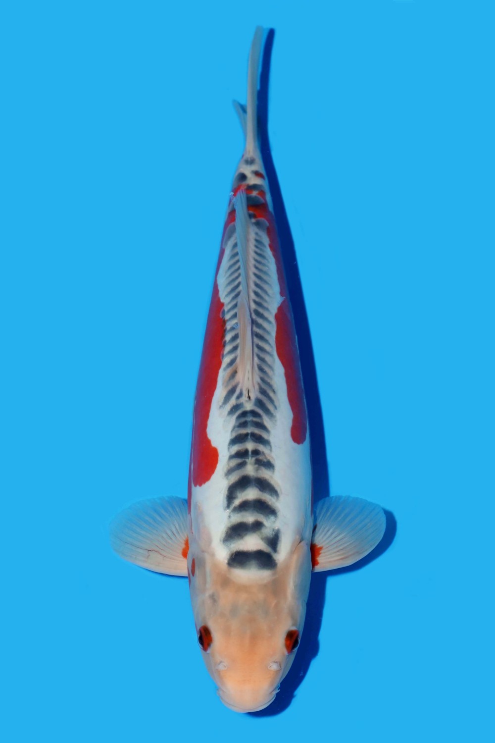 Juara 1