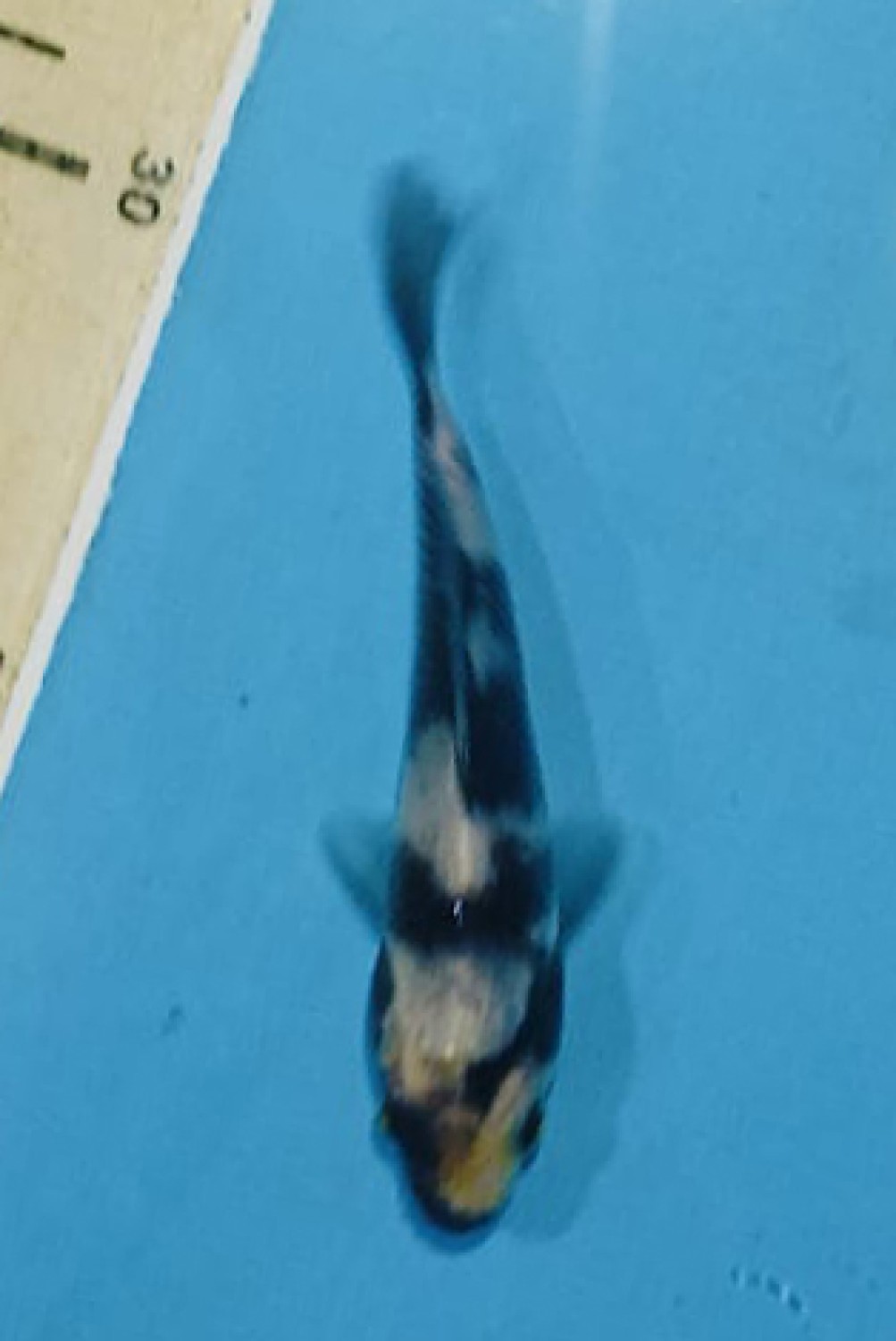 Juara 4