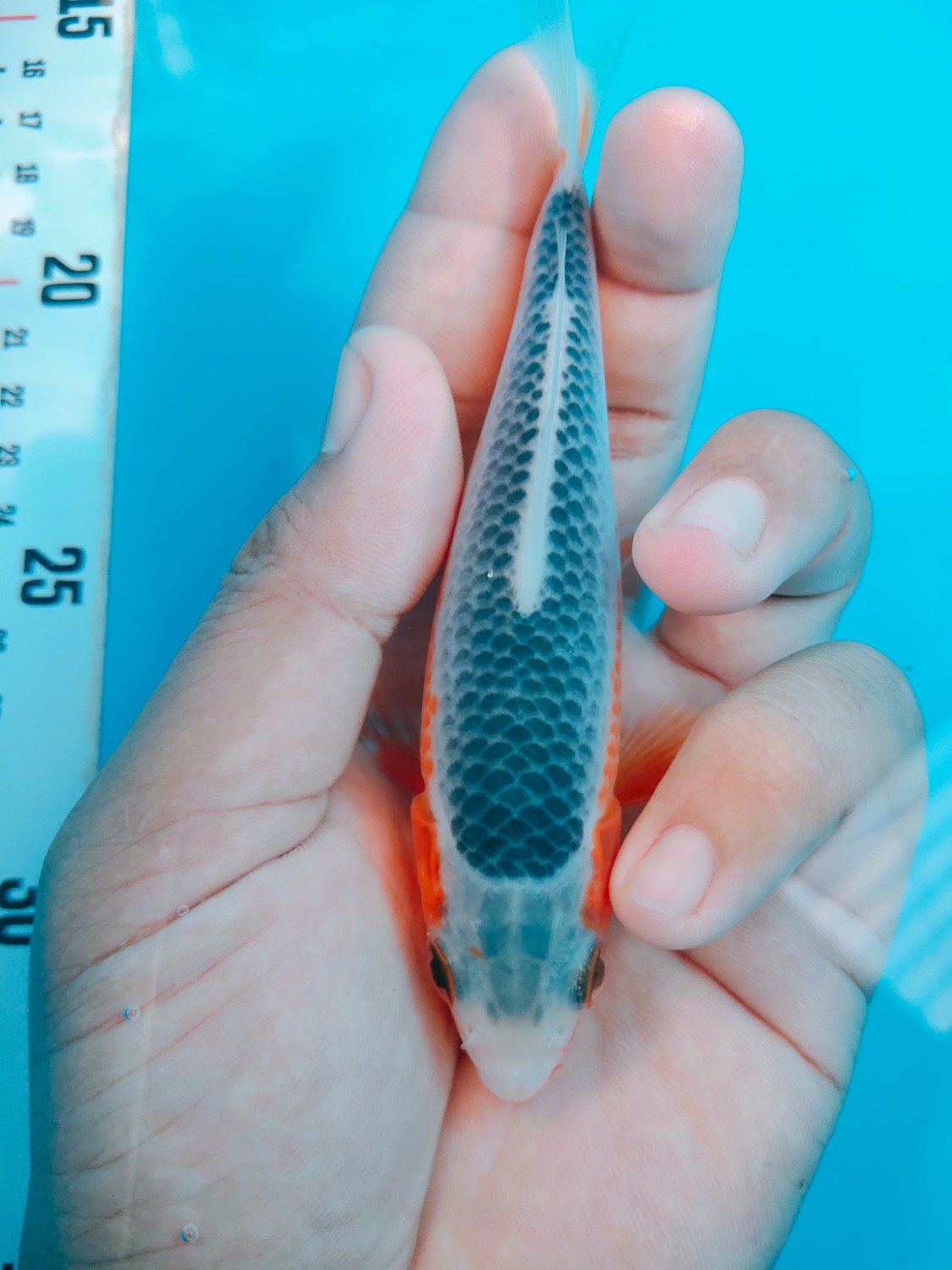 Juara 2