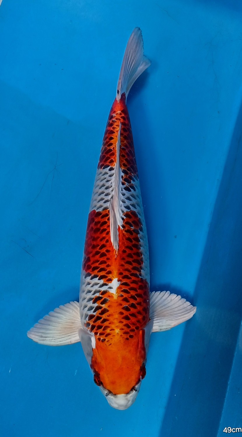 Juara 1