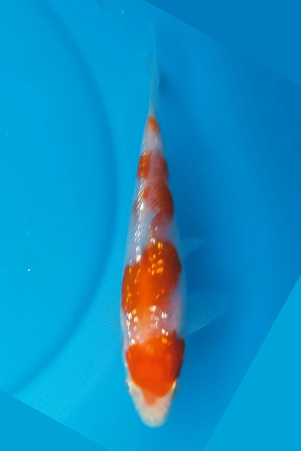 Juara 3