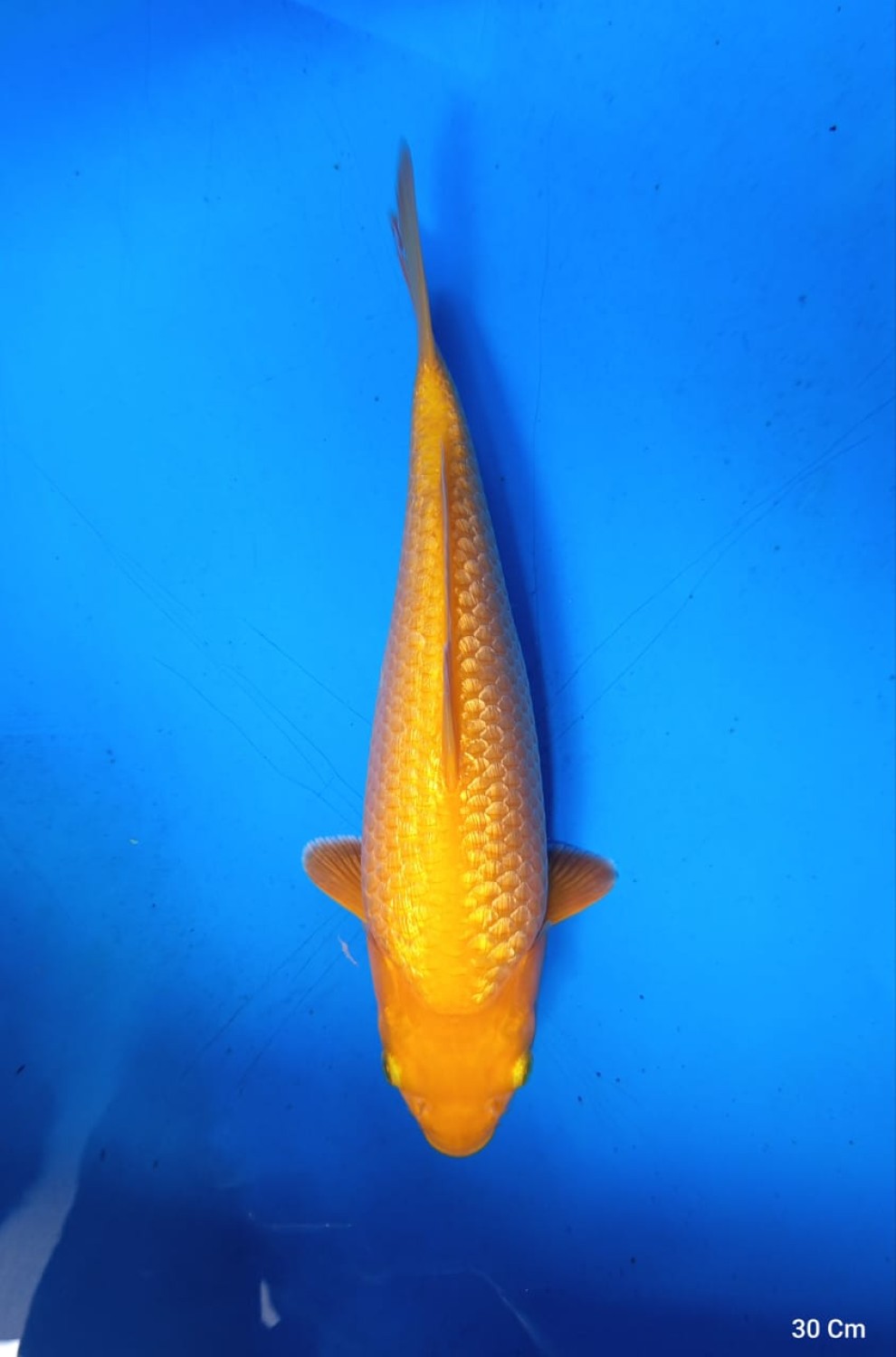 Juara 2