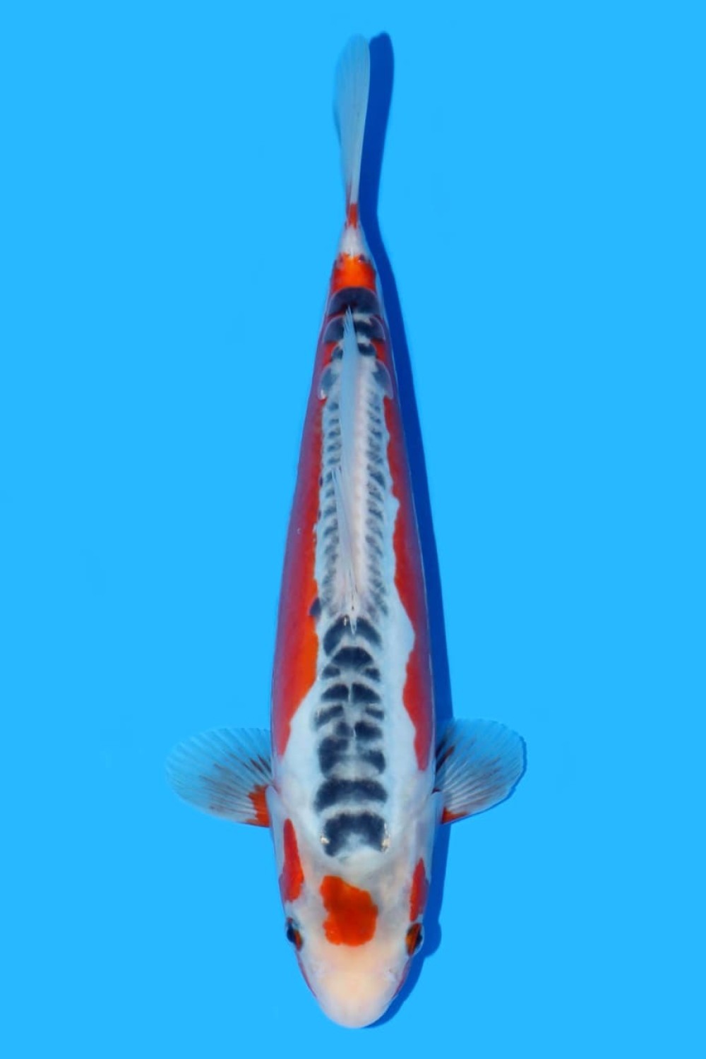 Juara 1