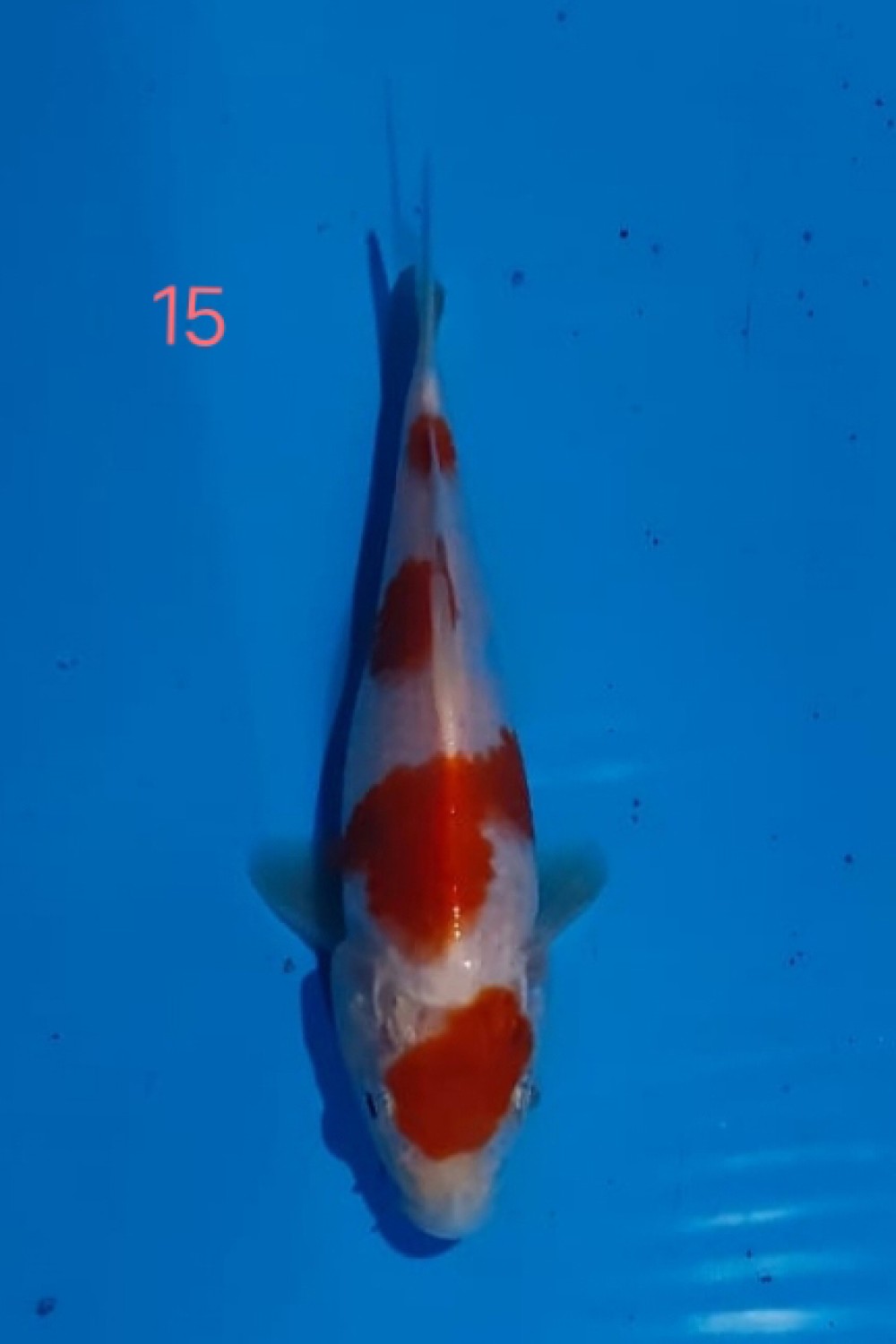 Juara 5