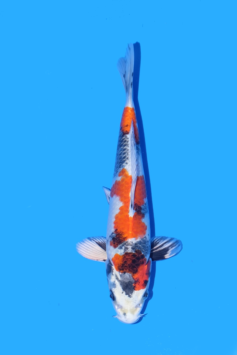 Best In Size D 21-25 Cm