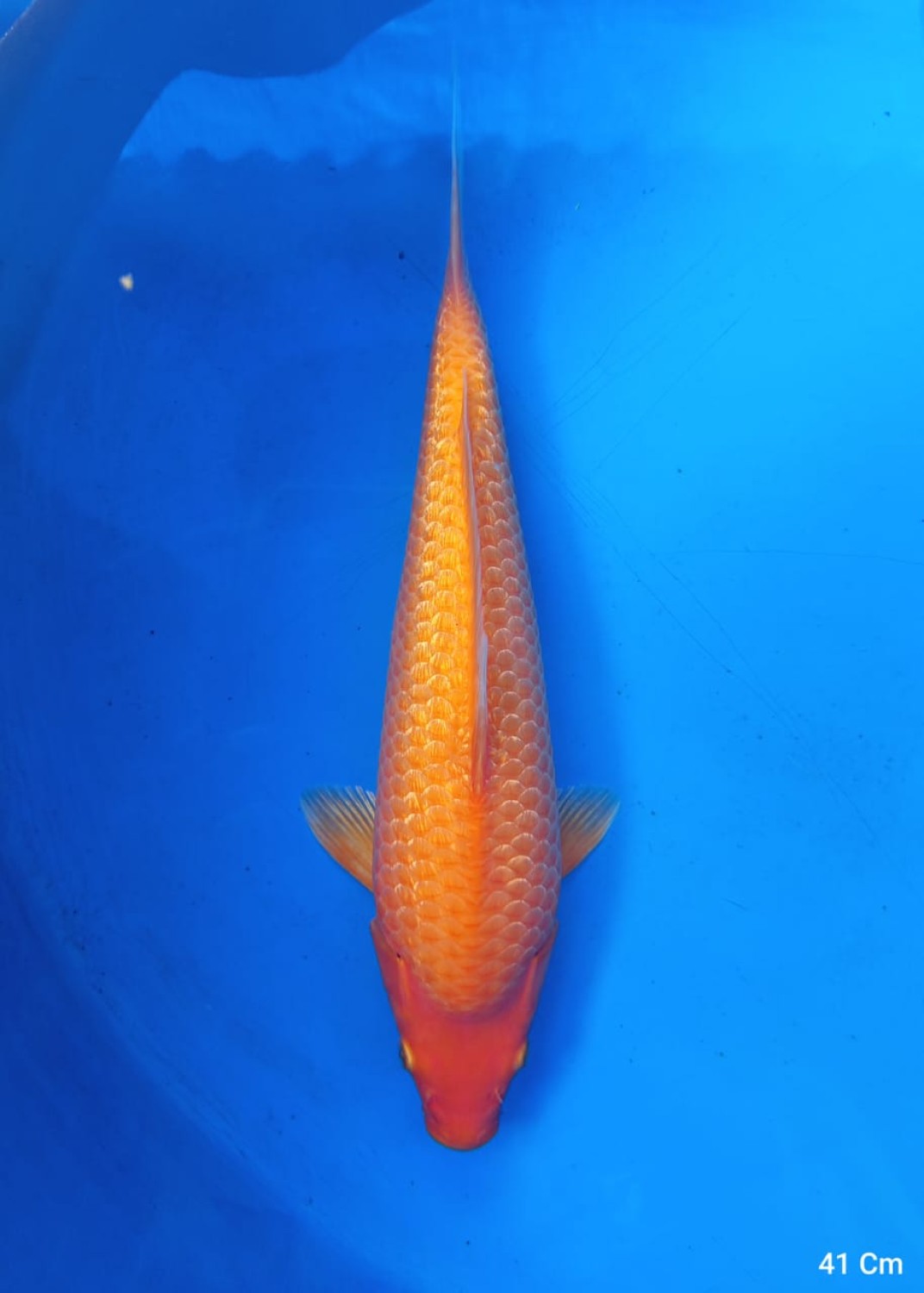 Best In Size E 36-40 Cm