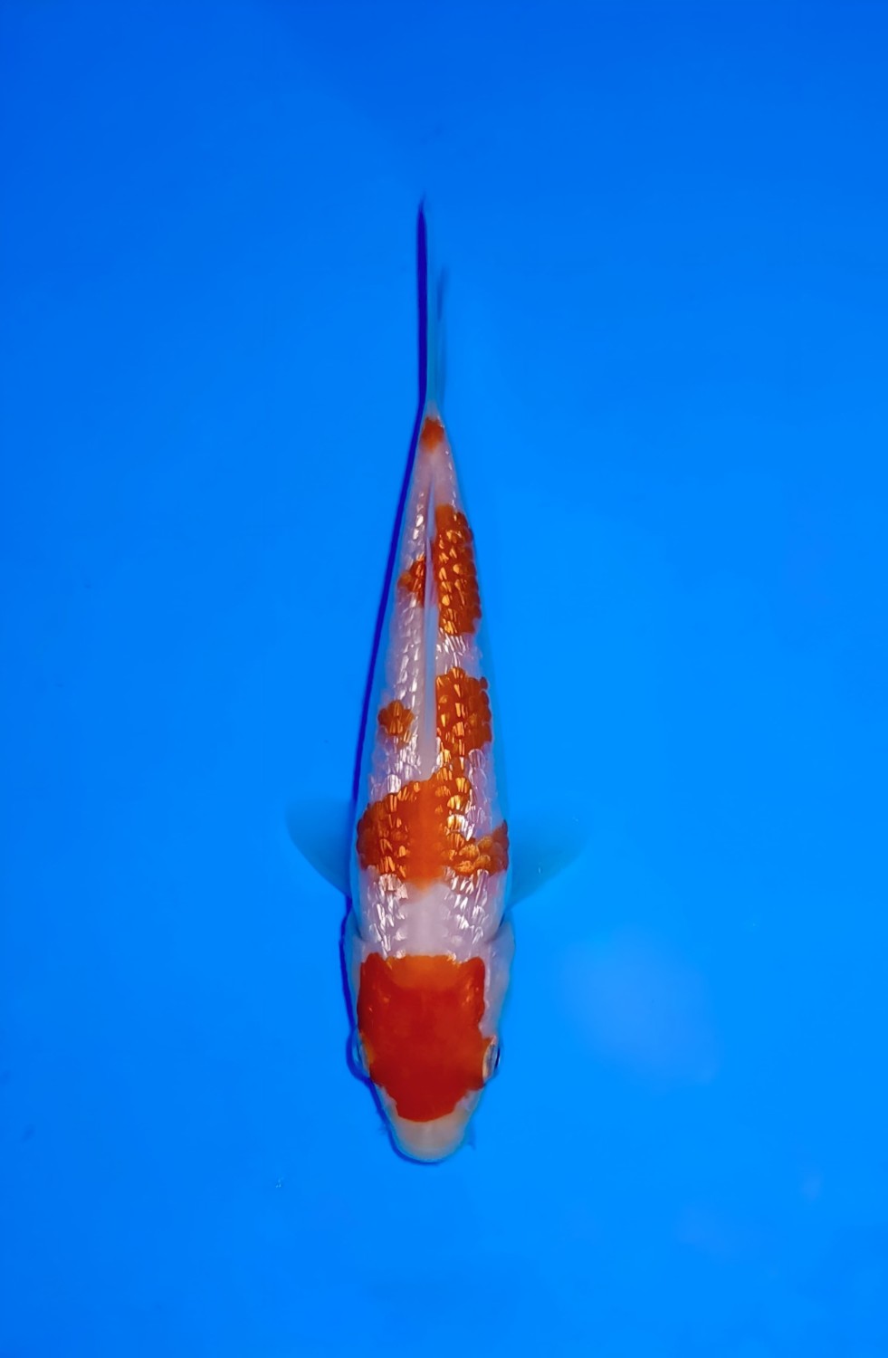 Juara 1