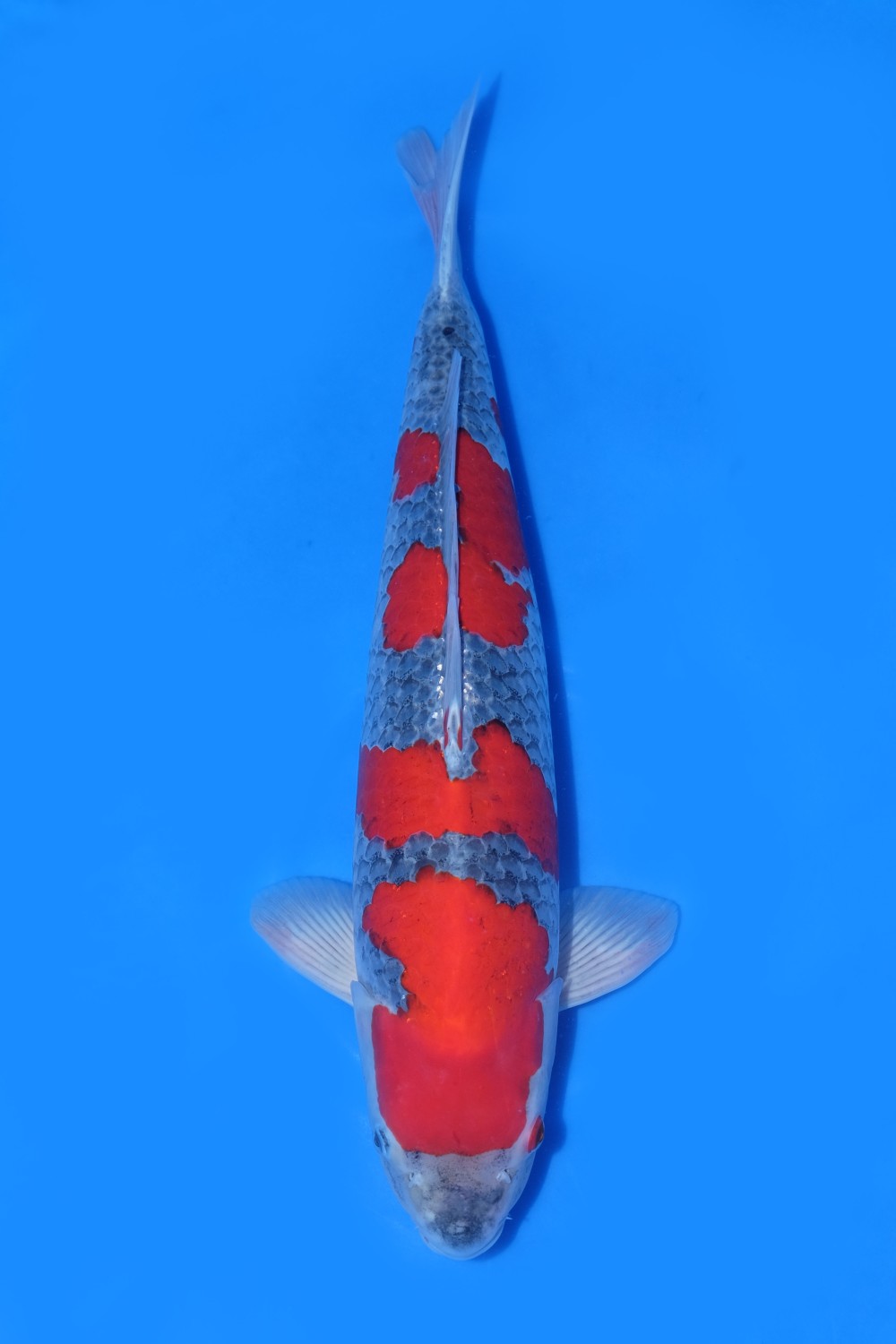 Best In Size B 51-55 Cm