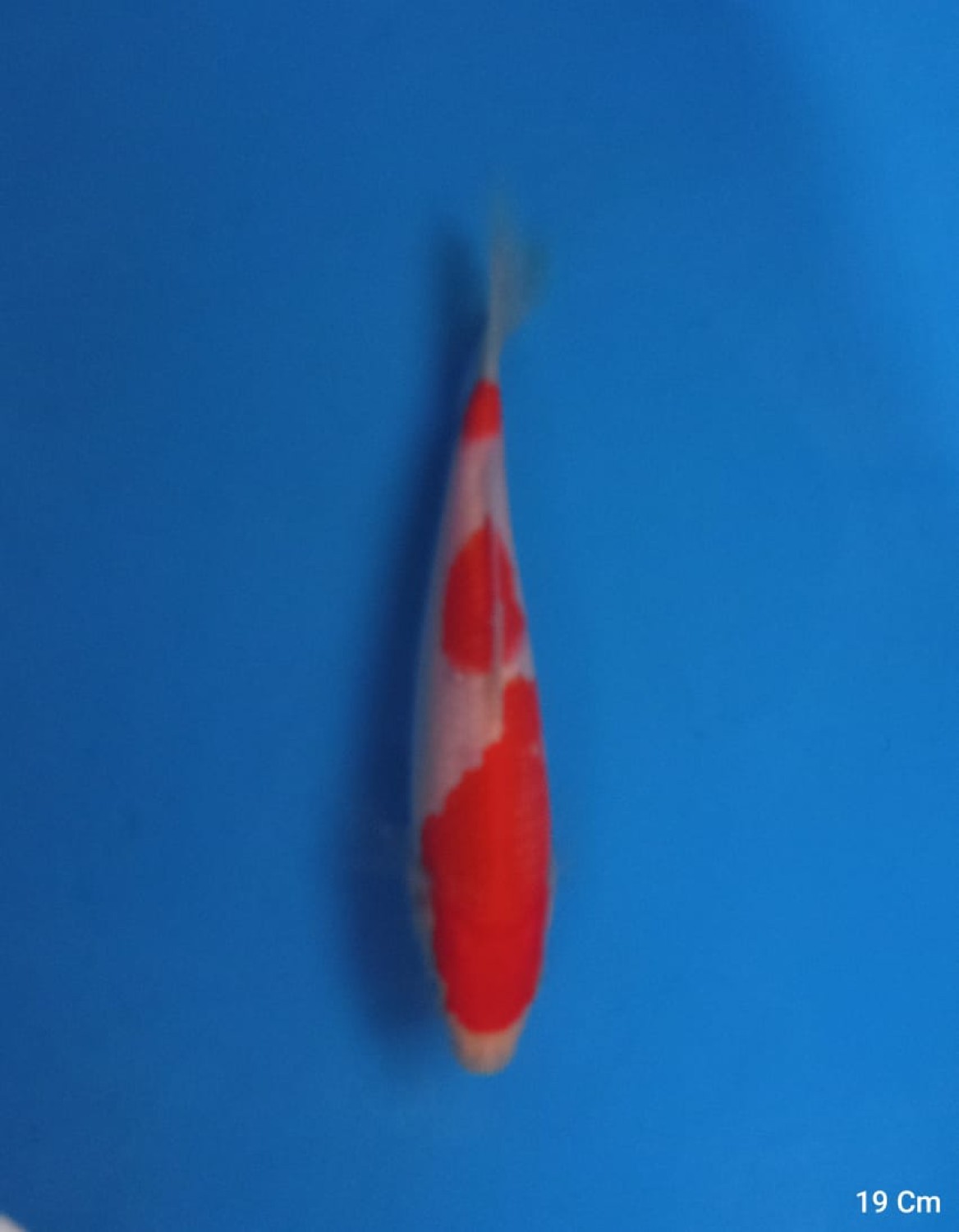 Juara 1
