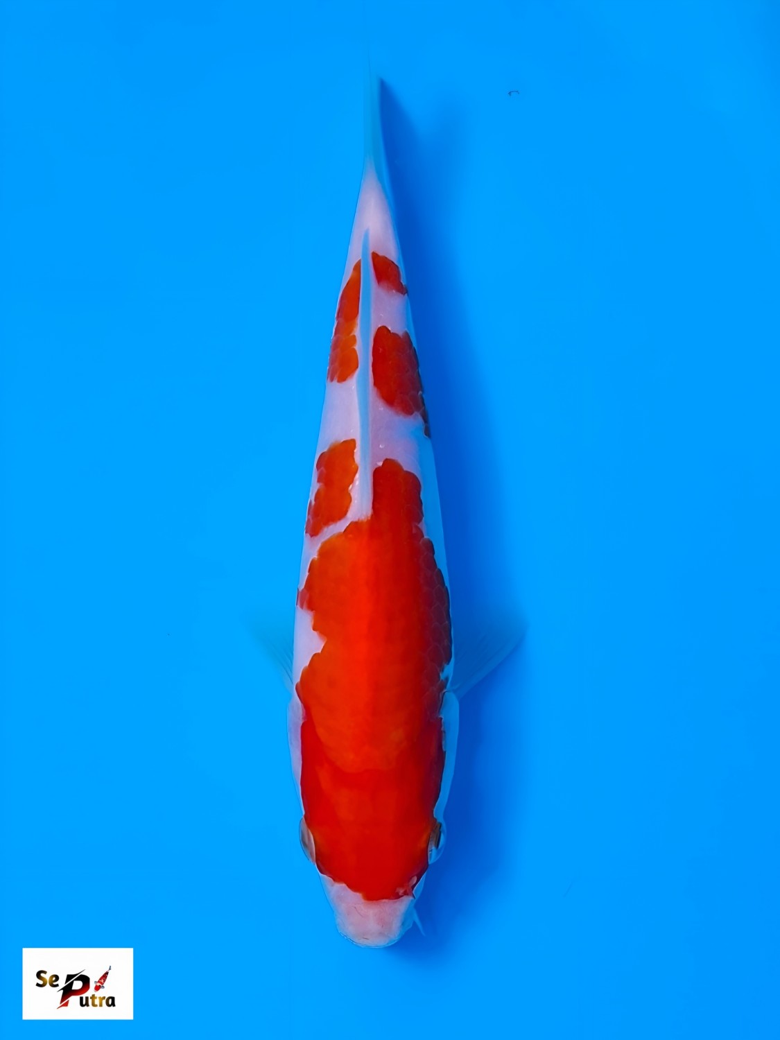 Best In Size A 13-15 Cm