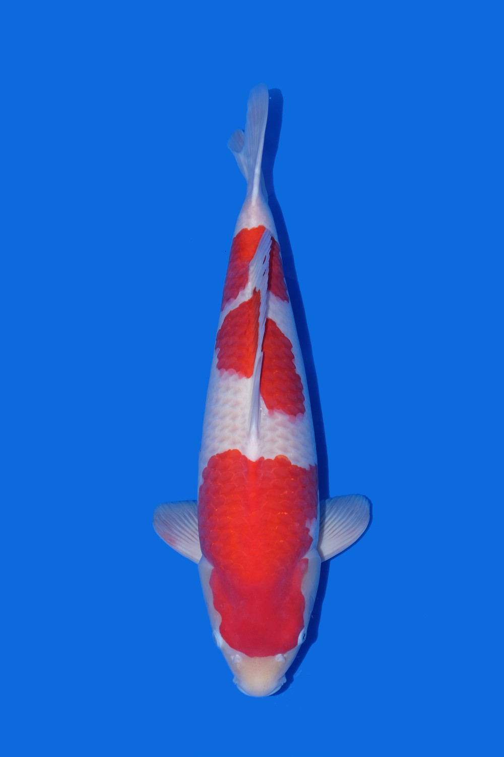 Best In Size A 61-65 Cm