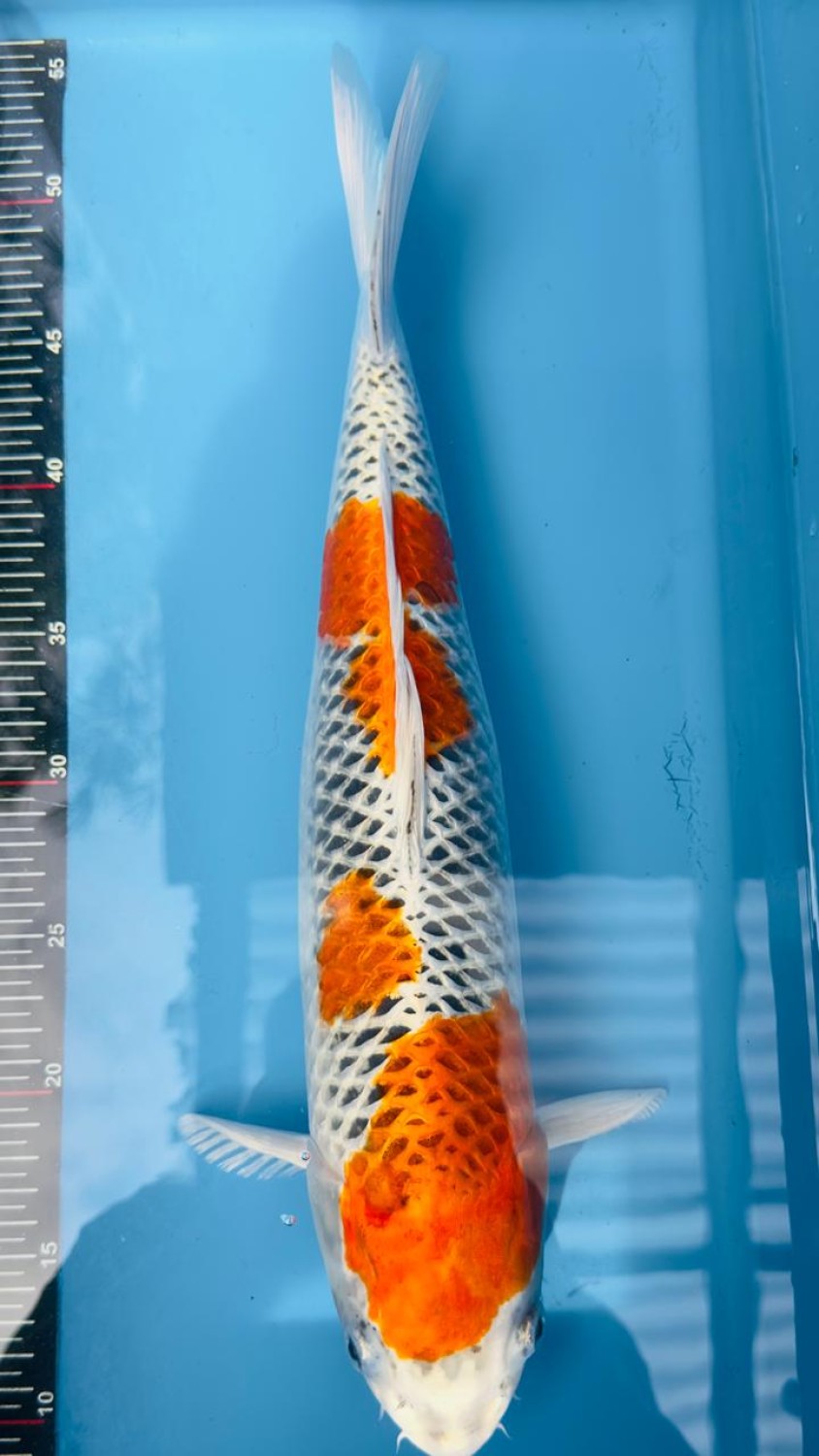 Juara 3