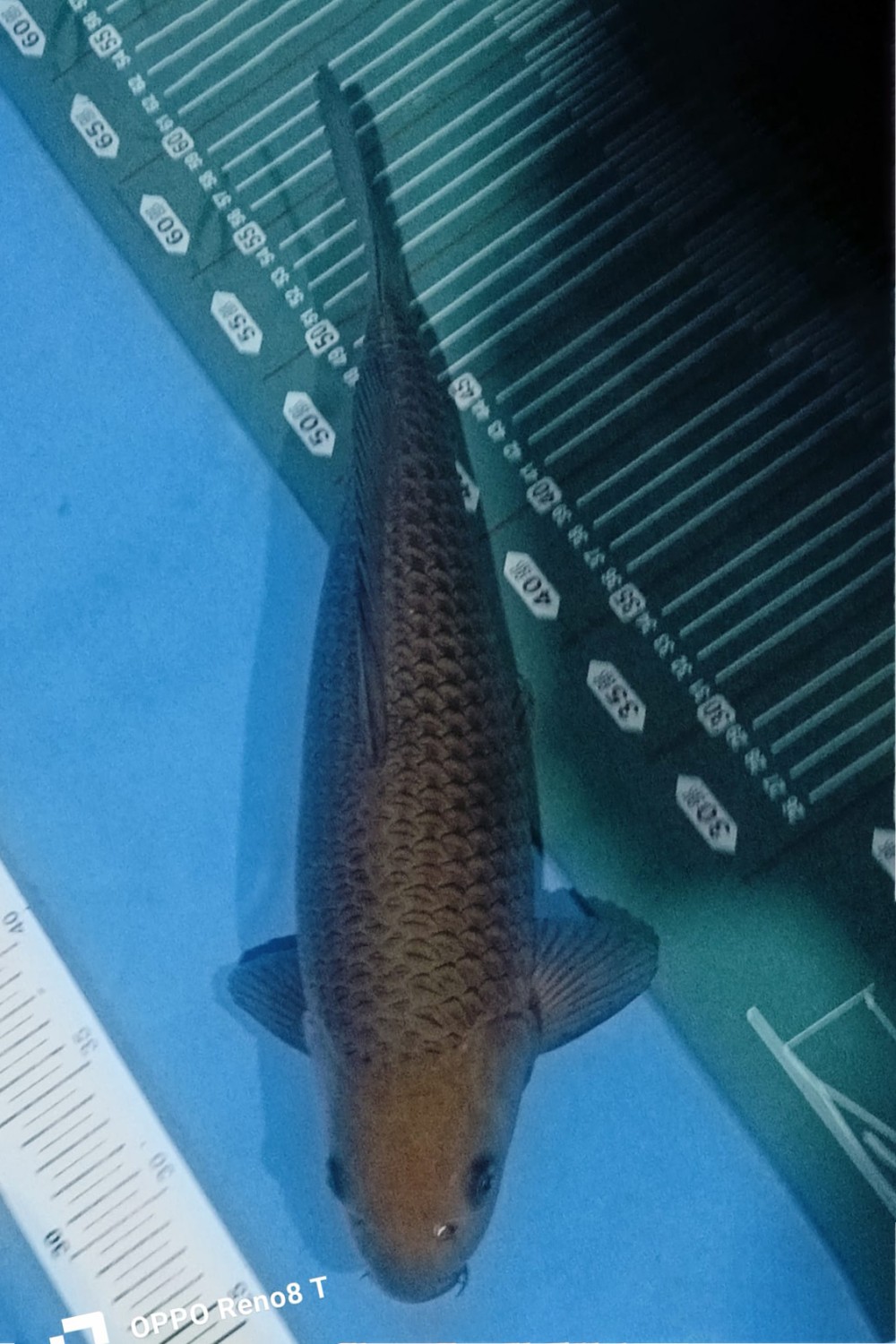 Juara 1