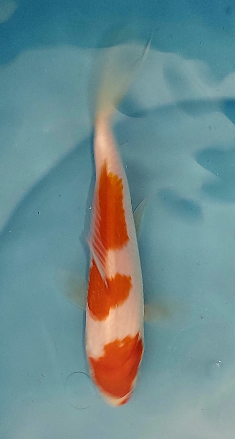 Juara 5