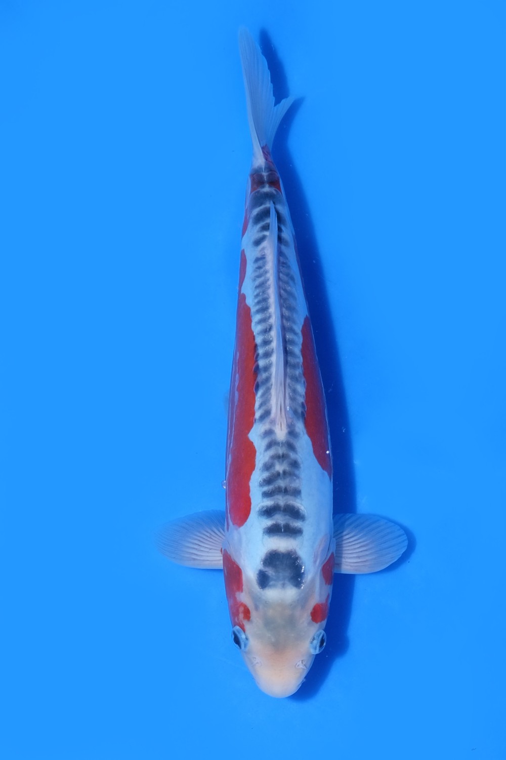 Best In Size D 26-30 Cm