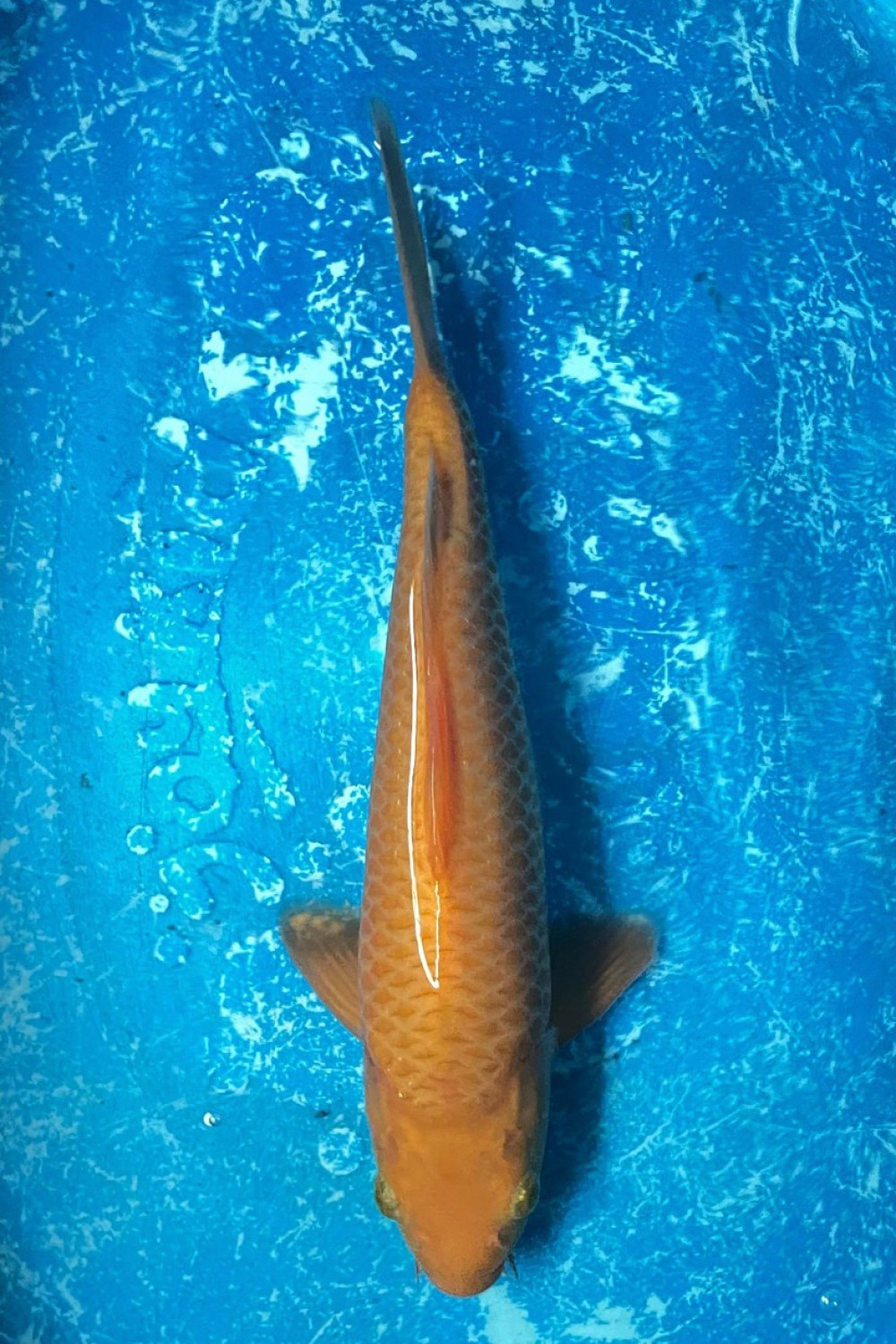 Juara 3