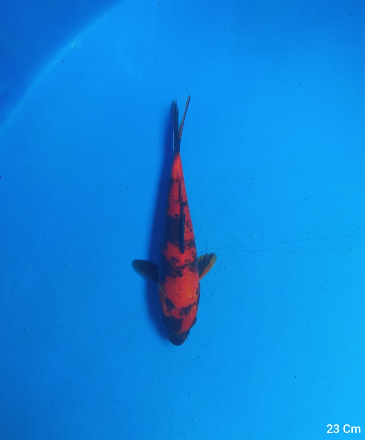 Juara 3