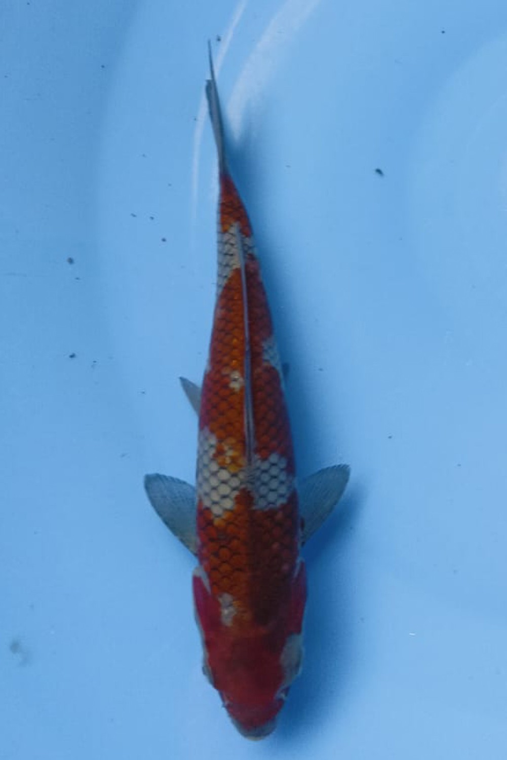 Juara 1