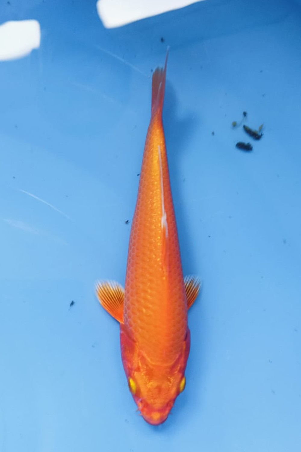 Juara 1