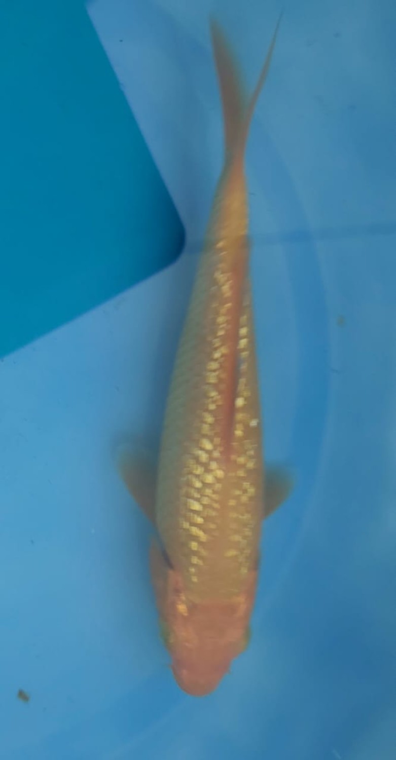 Juara 5