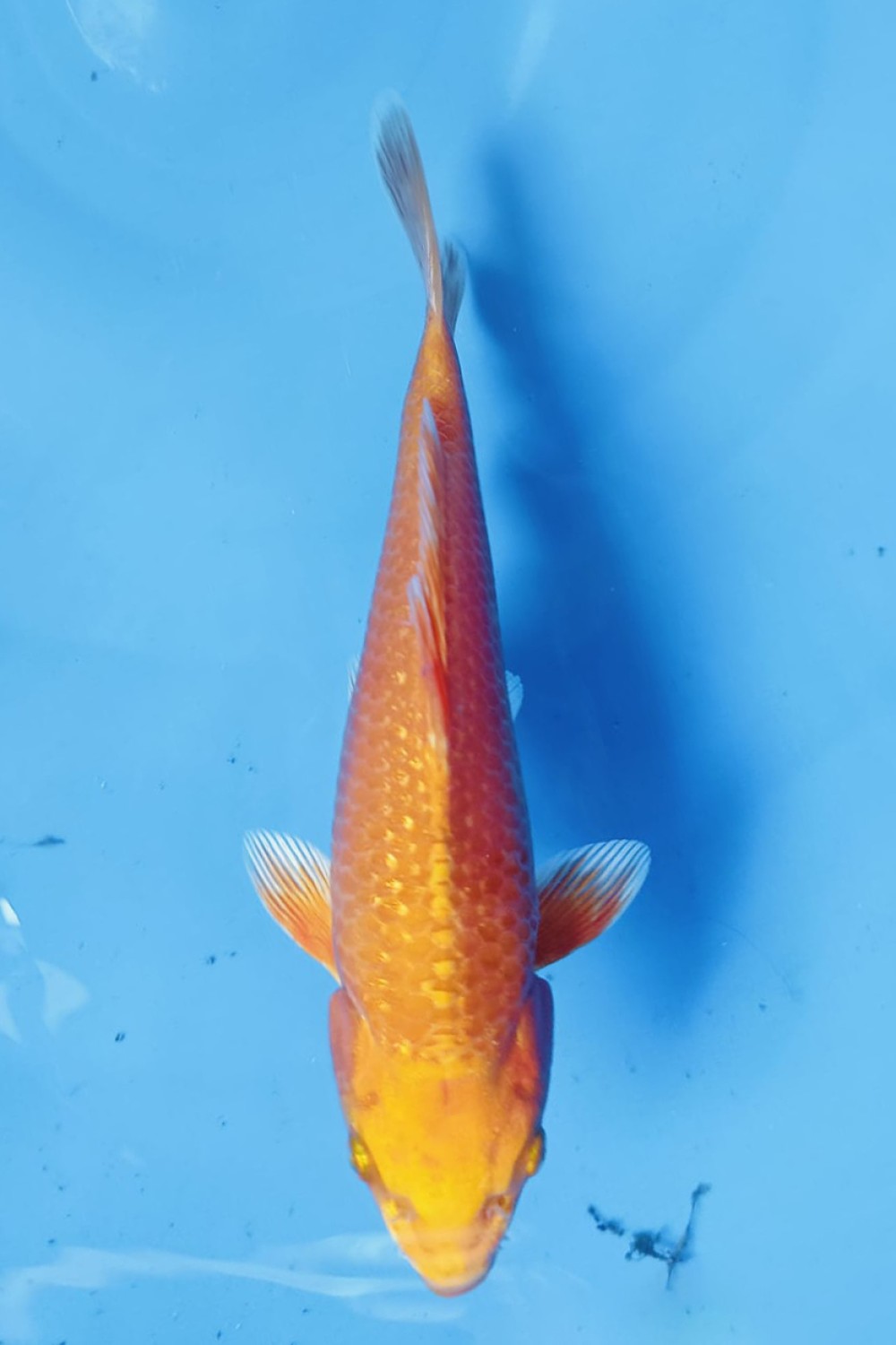 Juara 1