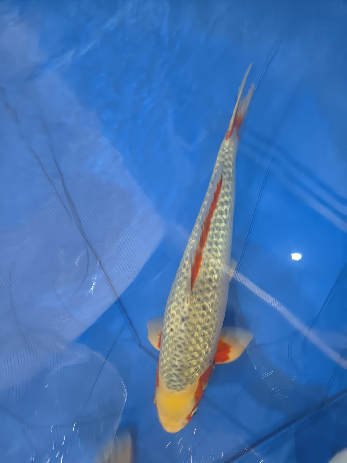 Juara 1