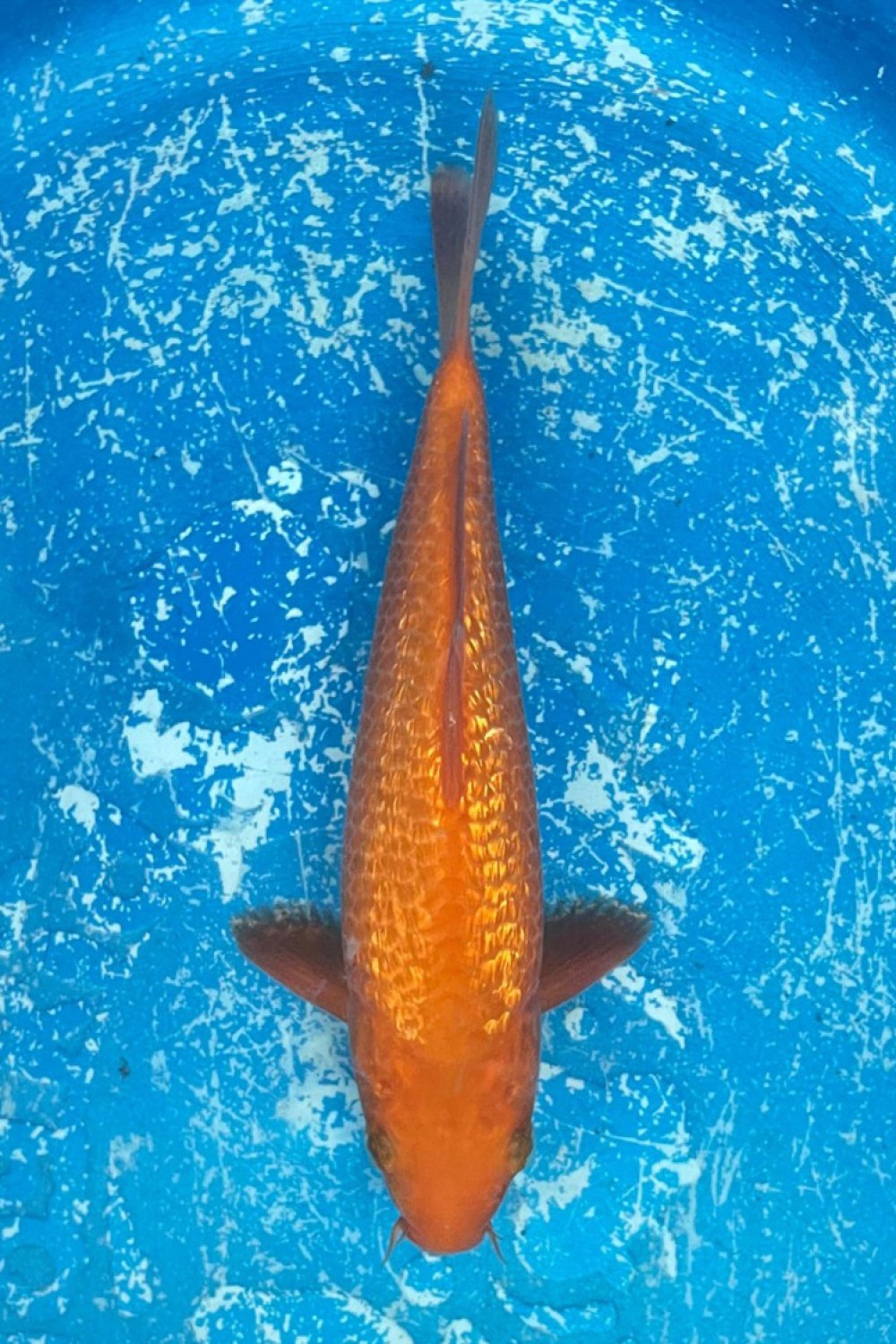 Juara 2
