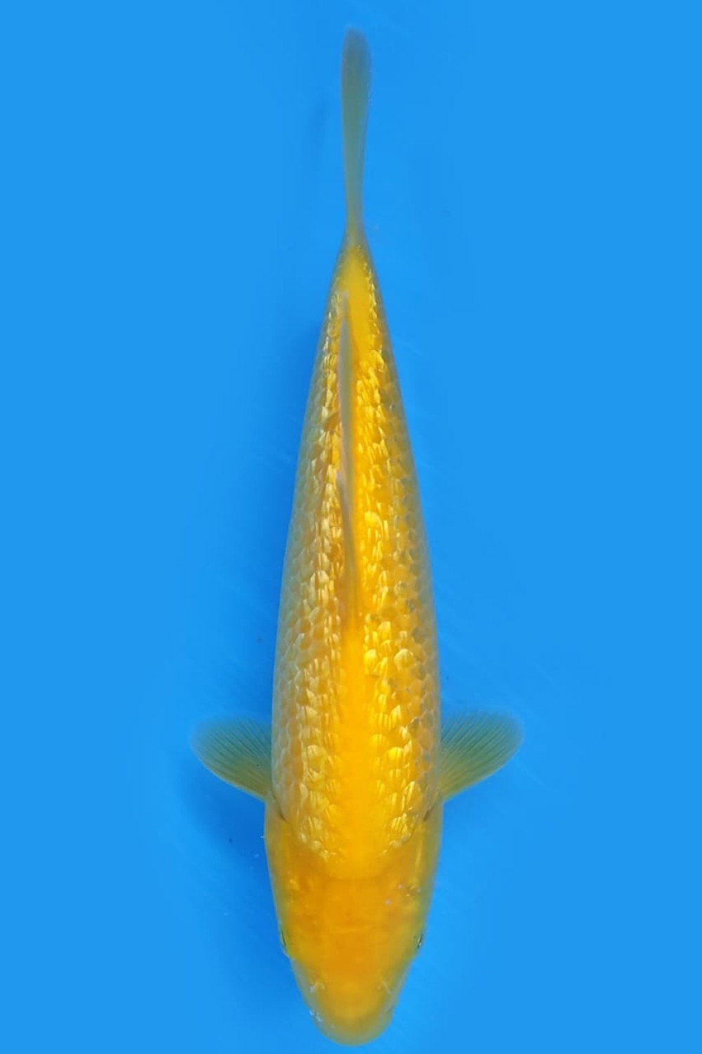 Juara 4